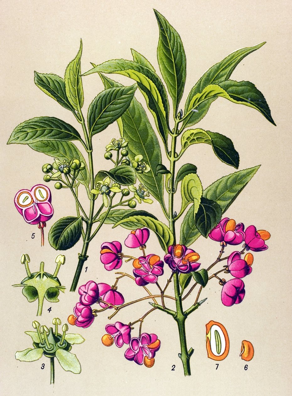 Botanikai tábla, mérgező növény: európai faszén (Euonymus europaeus) alkotó: Unbekannter Künstler