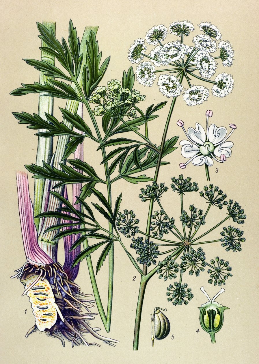Botanikai tábla, vénás (mérgező) és gyógynövény: Vízi bürök (Cicuta virosa). alkotó: Unbekannter Künstler