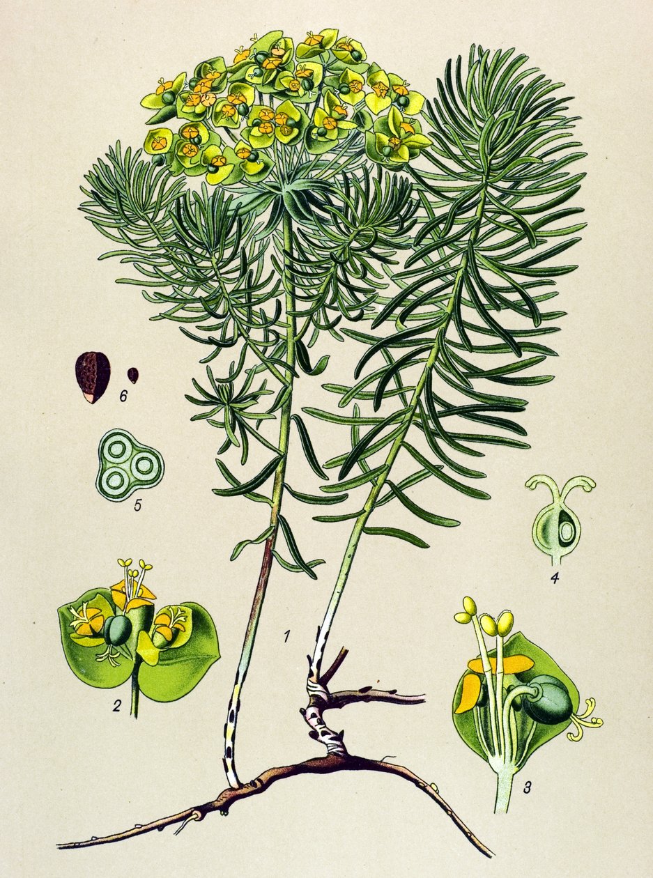 Botanikai tábla, vénás (mérgező) és gyógynövény: euphorbia small cypers (Euphorbia cyparissias) alkotó: Unbekannter Künstler