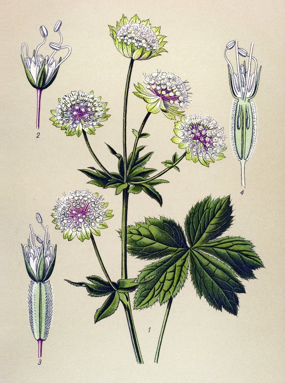 Botanikai tábla, vénás (mérgező) és gyógynövény: nagy asztrance (Astrantia major) alkotó: Unbekannter Künstler