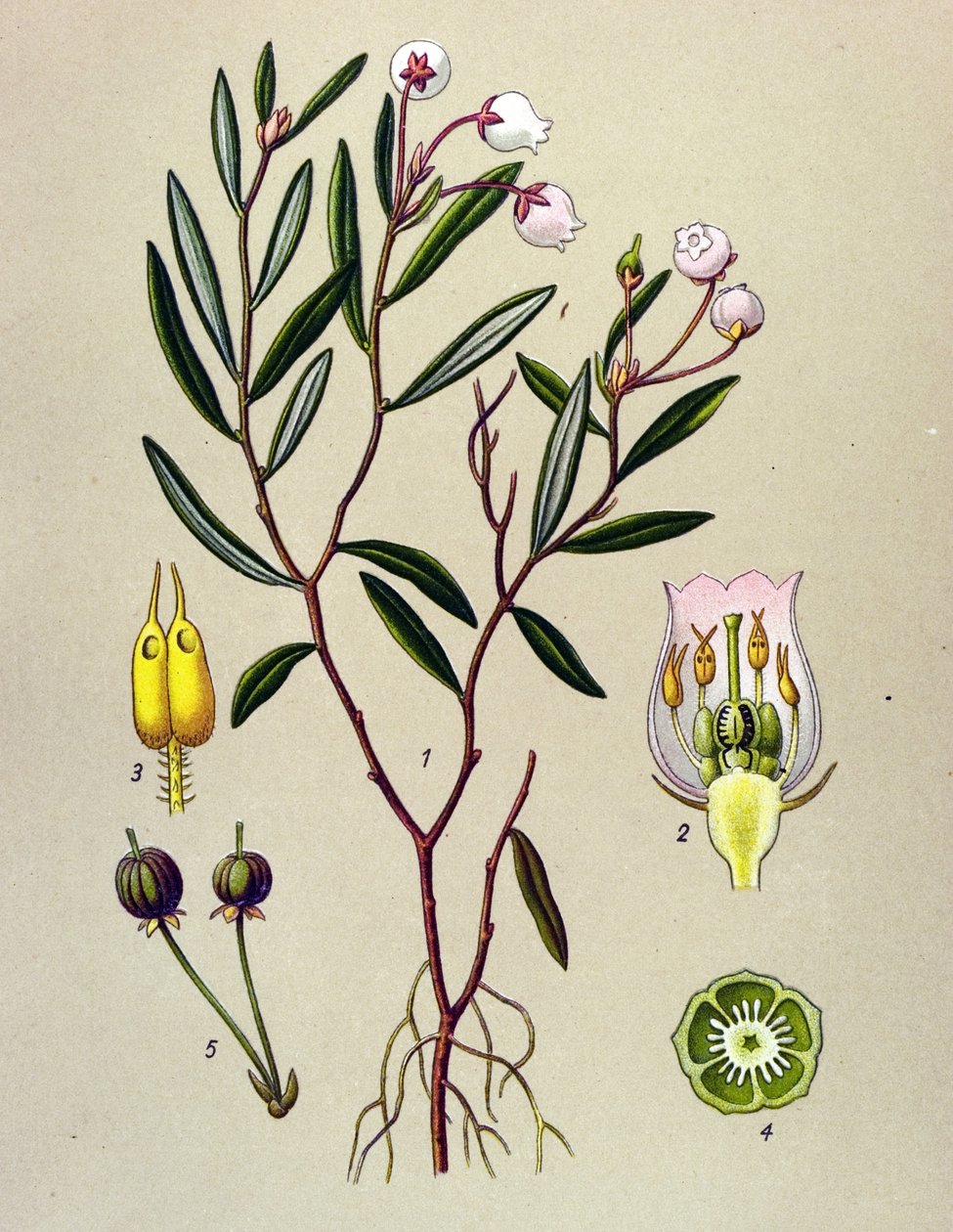 Botanikai tábla, mérgező növény (mérgező): Az Andromedának polónium levelei vannak (Andromeda polifolia) alkotó: Unbekannter Künstler