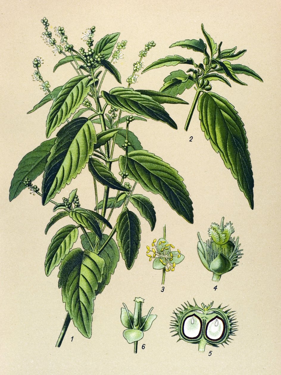 Botanikai tábla, mérgező növény (mérgező): Egynyári higany (Mercurialis annua) alkotó: Unbekannter Künstler