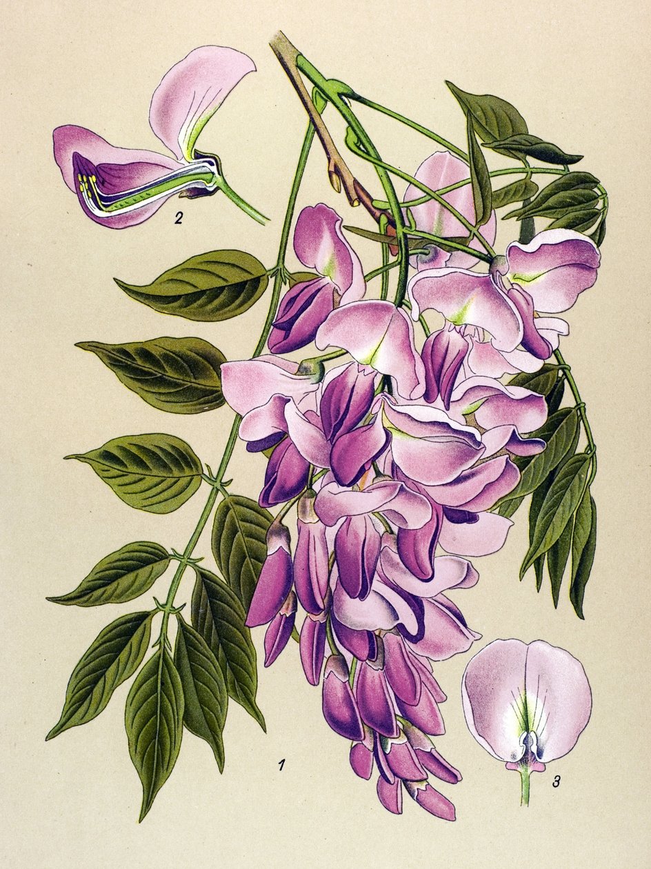 Botanikai tábla, mérgező növény (mérgező): kínai glicin (Wisteria chinensis) alkotó: Unbekannter Künstler