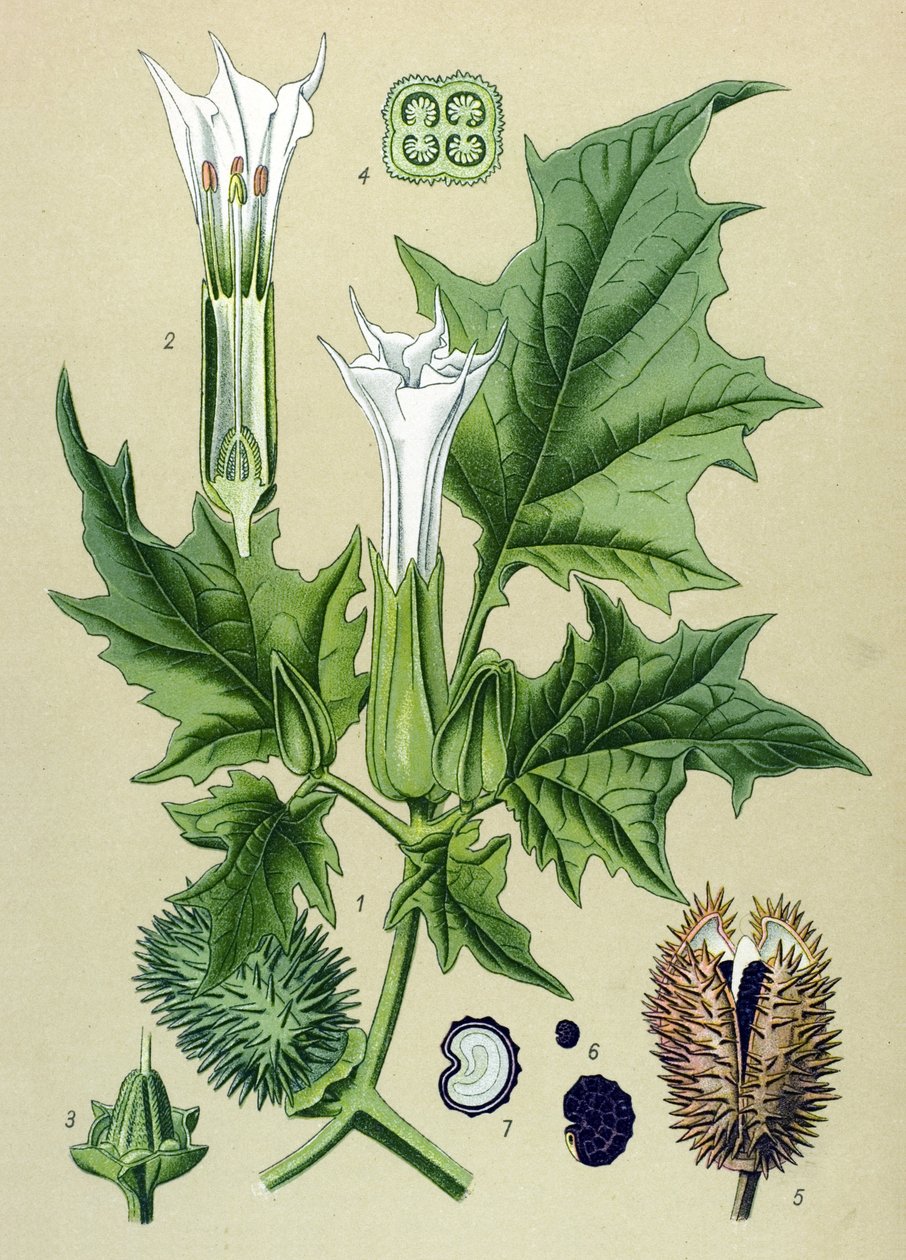Botanikai tábla, mérgező növény (mérgező): Datura stramoine vagy stramoine officinal (Datura Stramonium) alkotó: Unbekannter Künstler