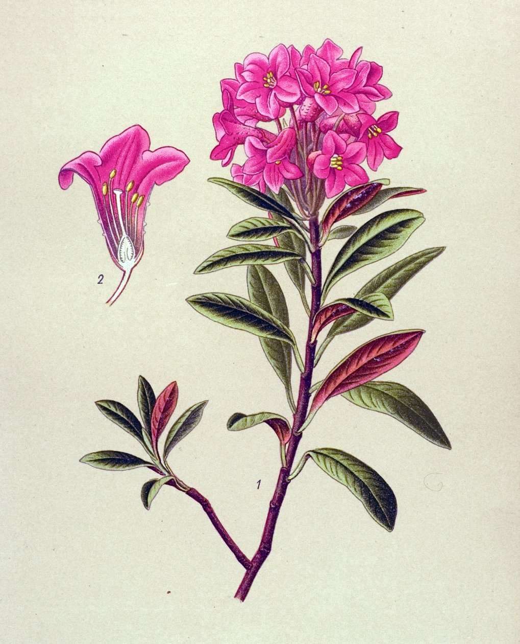 Botanikai tábla, erdei növény (mérgező): Ferruginous rododendron (Rhododendron ferrugineum) alkotó: Unbekannter Künstler