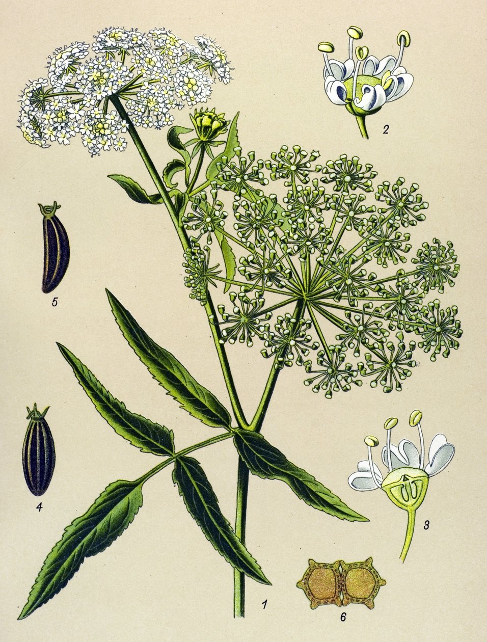 Botanikai deszka, erdei növény (mérgező): Nagy-Berle (Sium latifolium) alkotó: Unbekannter Künstler