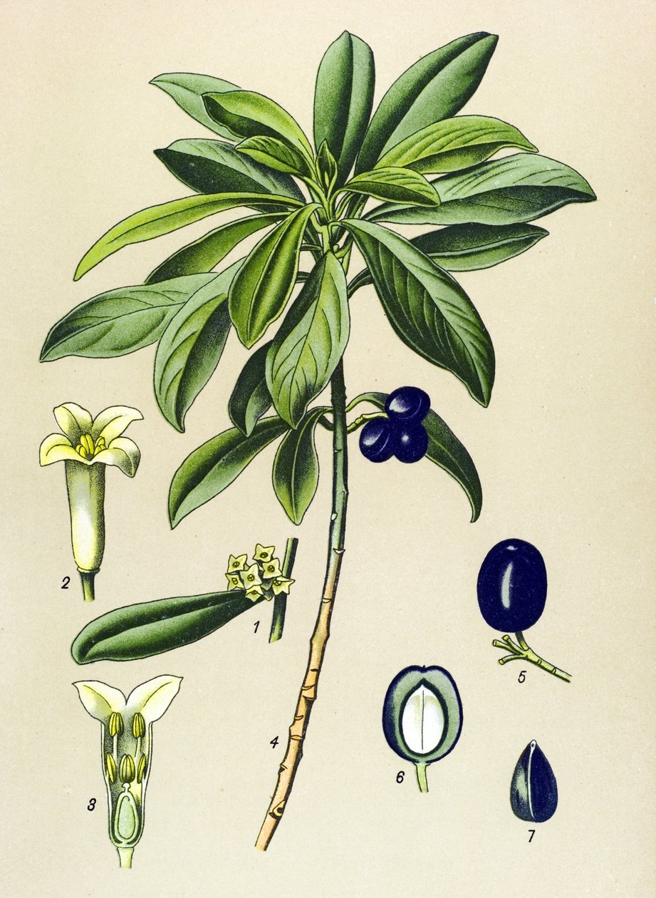 Botanikai tábla, erdei növény (mérgező): babér (Daphne Laureola) alkotó: Unbekannter Künstler