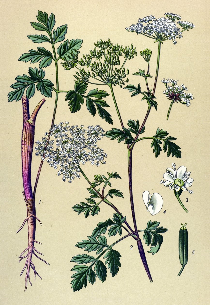 Botanikai tábla, erdei növény (mérgező): ferde cseresznye (Chaerophyllum temulum) alkotó: Unbekannter Künstler