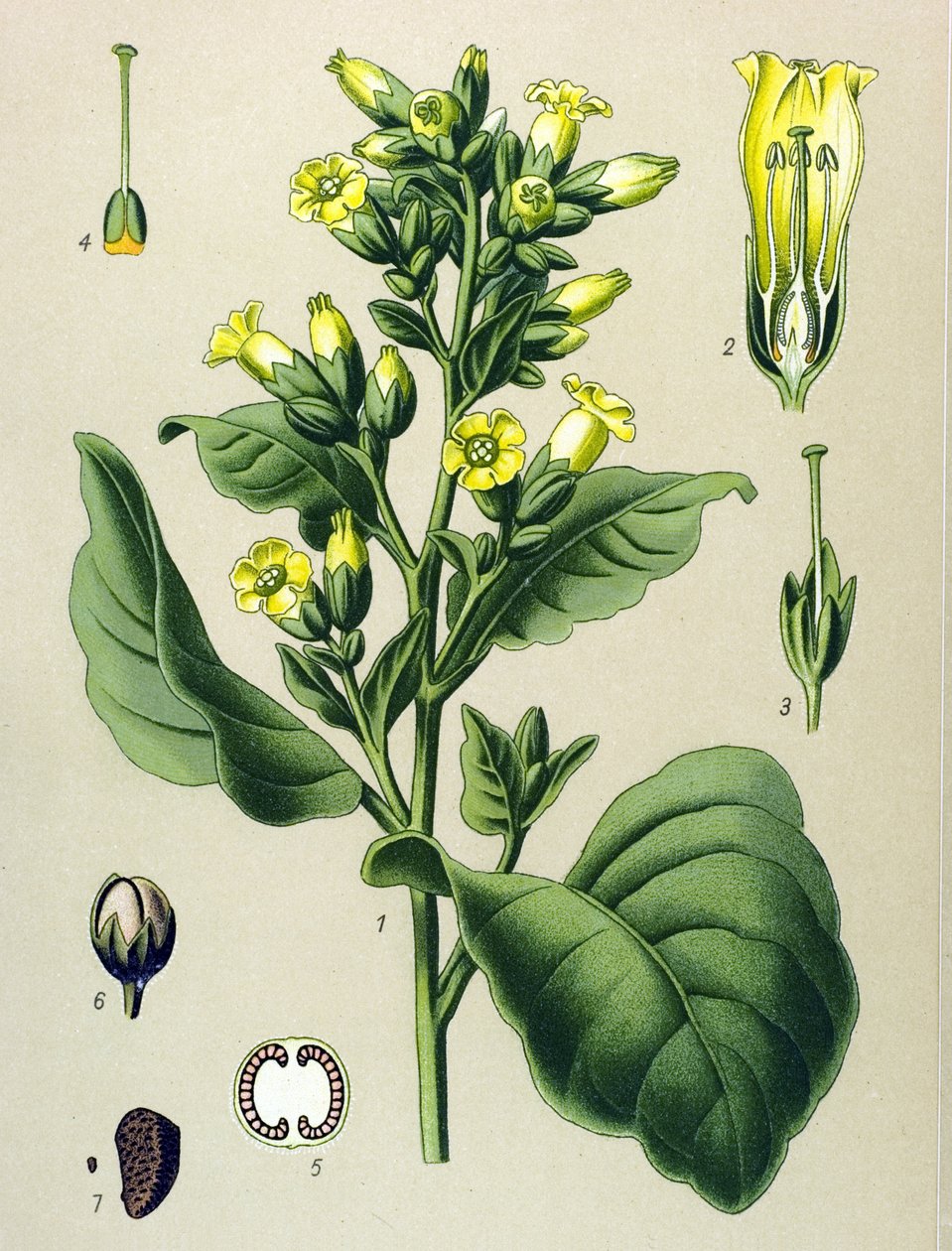 Botanikai tábla, vénás növény (mérgező): Mapacho fehér dohány (Nicotiana rustica) (Nicotiana tabacum) alkotó: Unbekannter Künstler