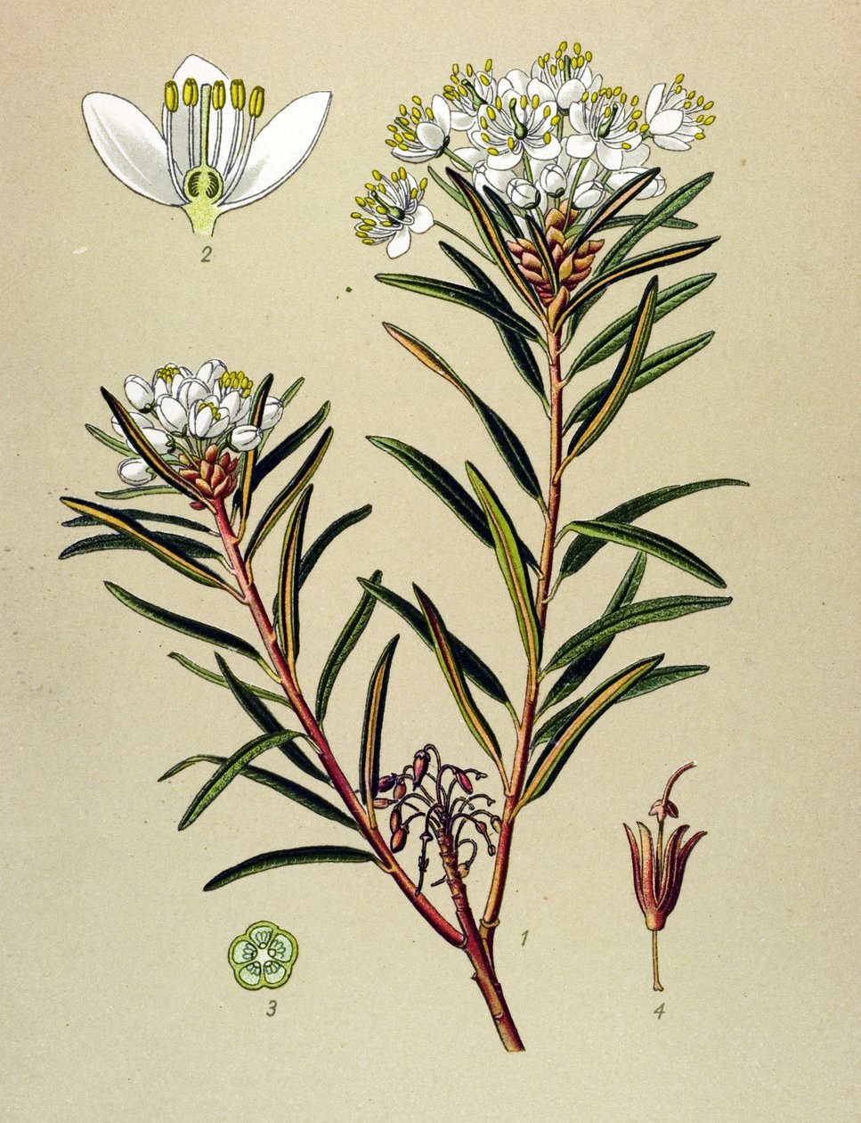 Botanikai tábla, erdei növény (mérgező): Marsh Ledon (Ledum palustre) alkotó: Unbekannter Künstler