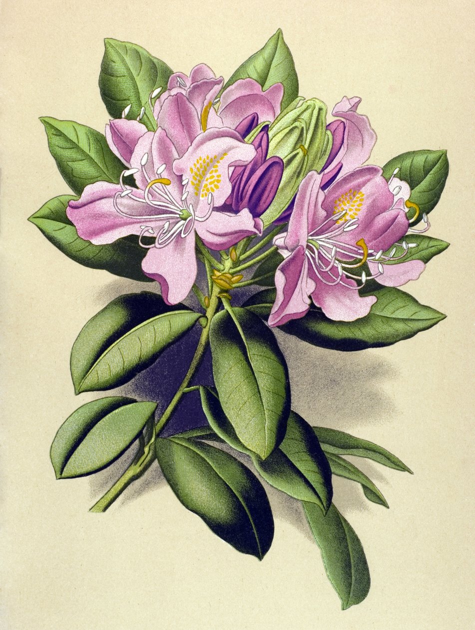 Botanikai tábla, erdei növény (mérgező): Pontic Rhododendron (Rhododendron pontium) alkotó: Unbekannter Künstler