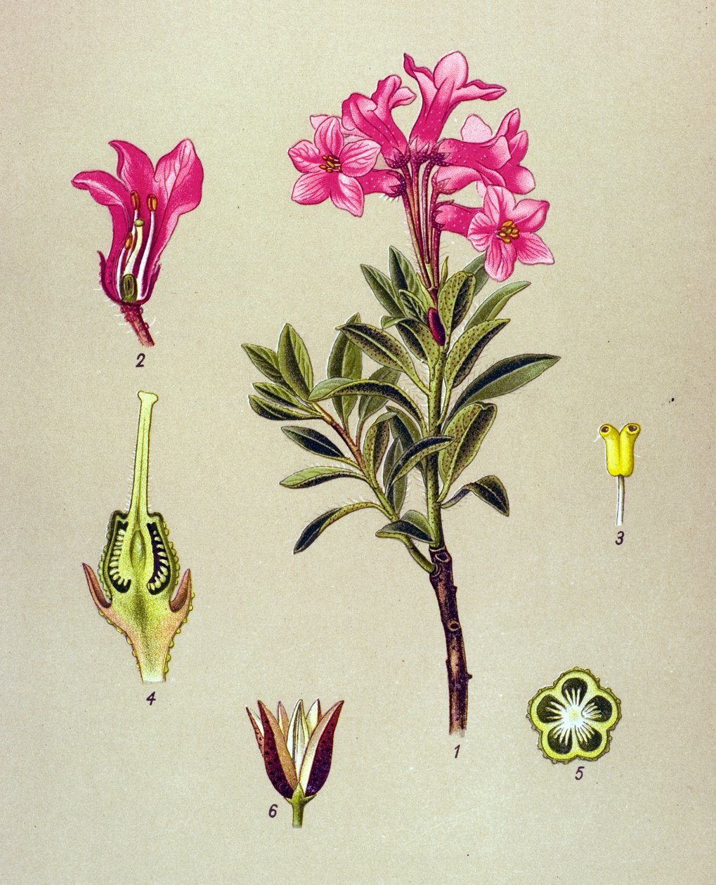 Botanikai tábla, erdei növény (mérgező): Rhododendron cilie (Rhododendron hirsutum) alkotó: Unbekannter Künstler