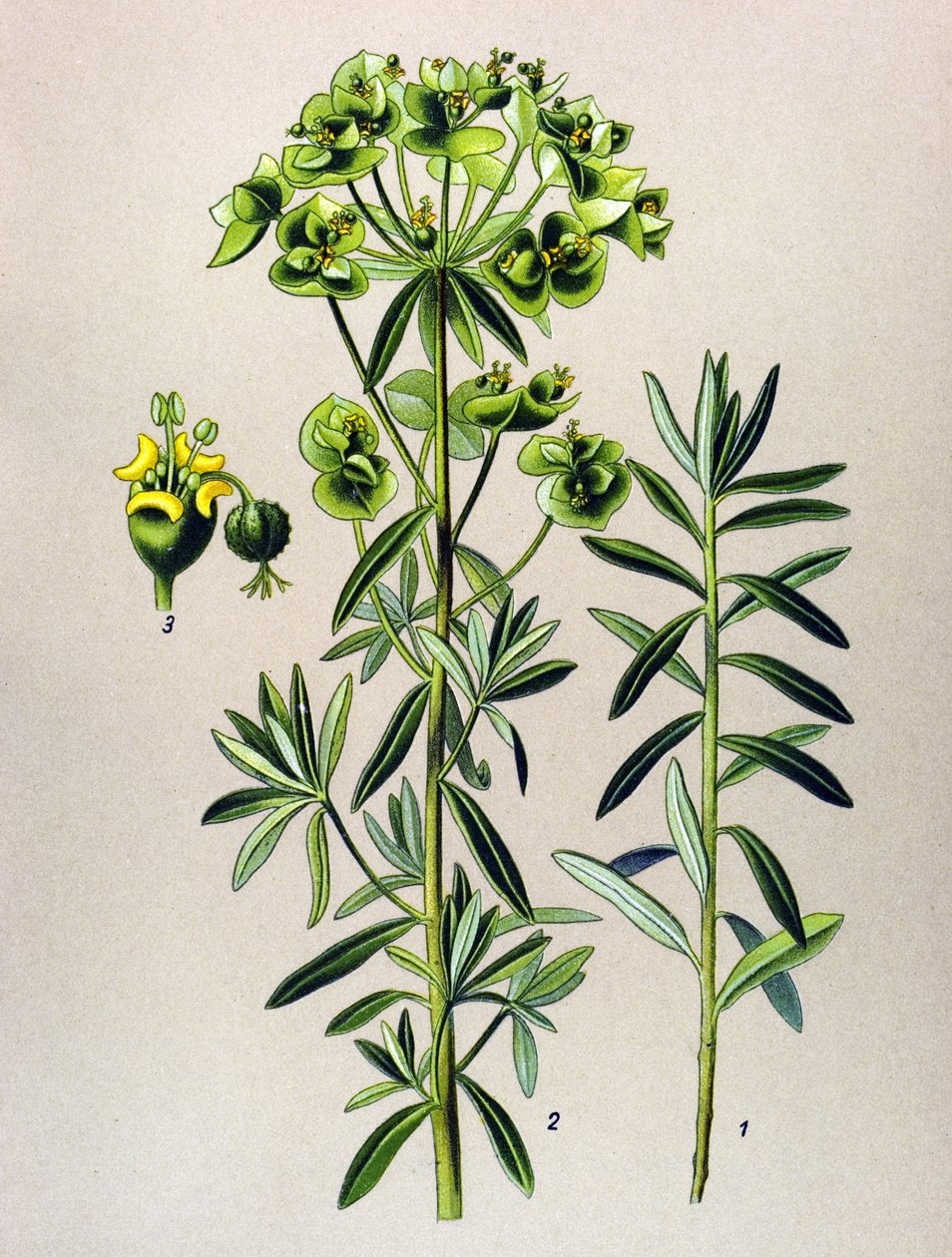 Botanikai tábla, erdei növény (mérgező): Round Eule vagy Euphorbia Peplus (Euphorbia Peplus) alkotó: Unbekannter Künstler