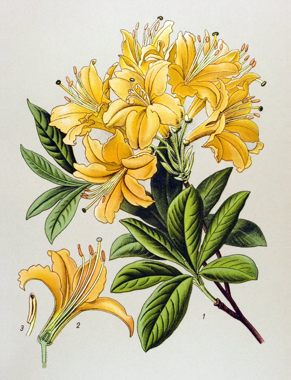 Botanikai tábla, erdei növény (mérgező): sárga azále (Rhododendron luteum) alkotó: Unbekannter Künstler