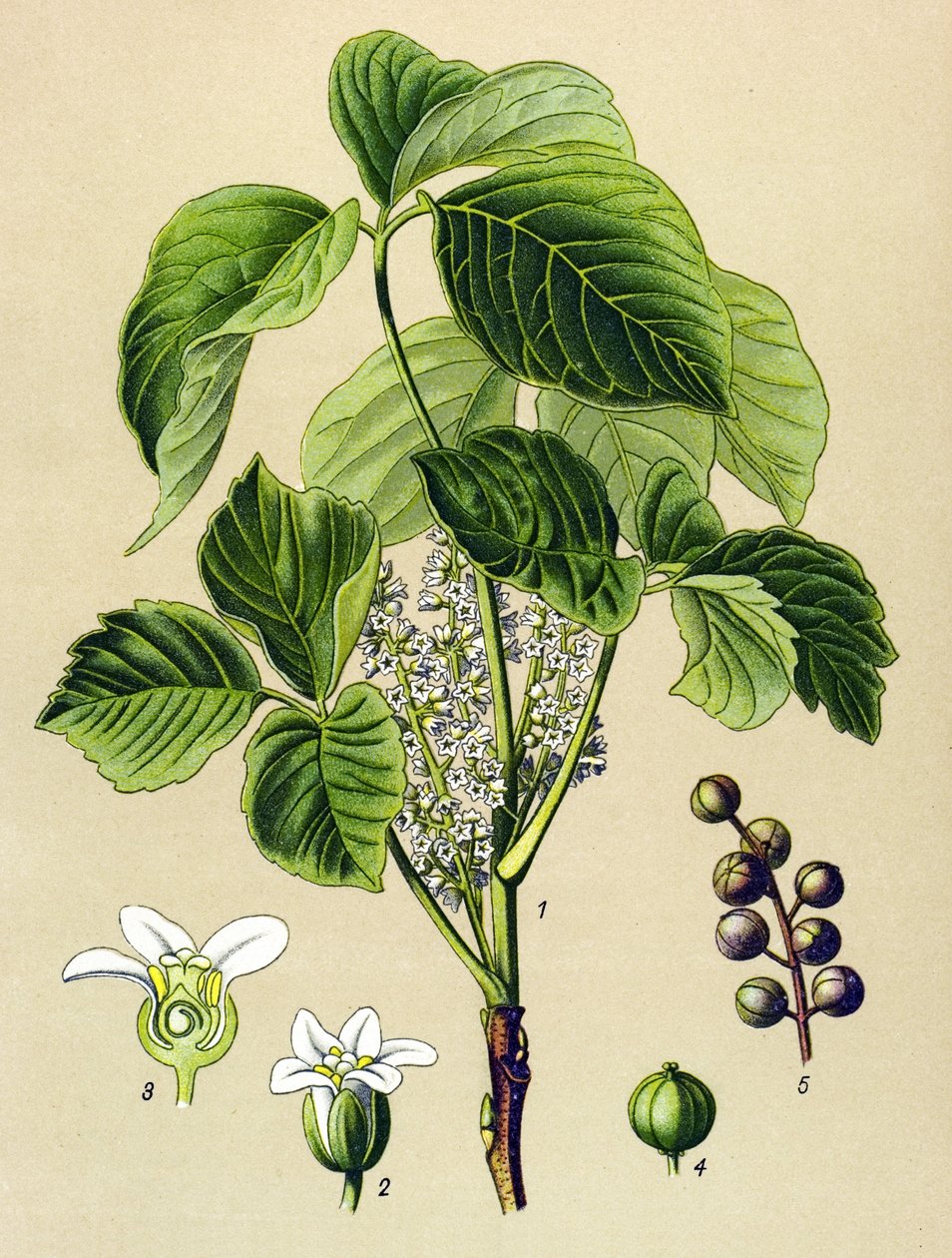 Botanikai tábla, erdei növény (mérgező): hegymászó szömörce (Rhus toxicodendron) alkotó: Unbekannter Künstler
