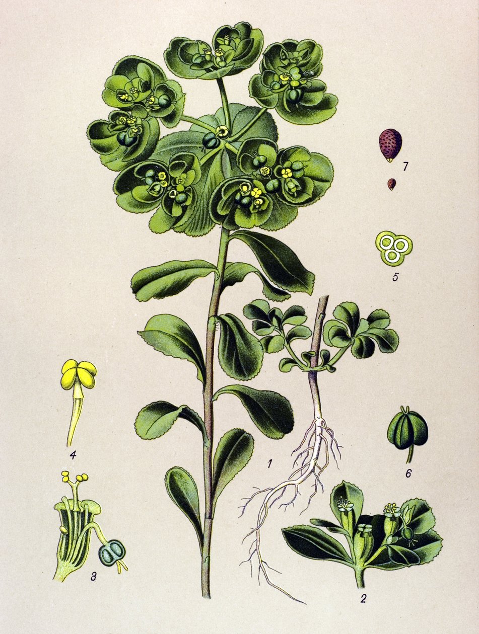 Botanikai tábla, erdei növény (mérgező): reggel ébresztő euphorbia vagy kis fény (Euphorbia helioscopia) alkotó: Unbekannter Künstler