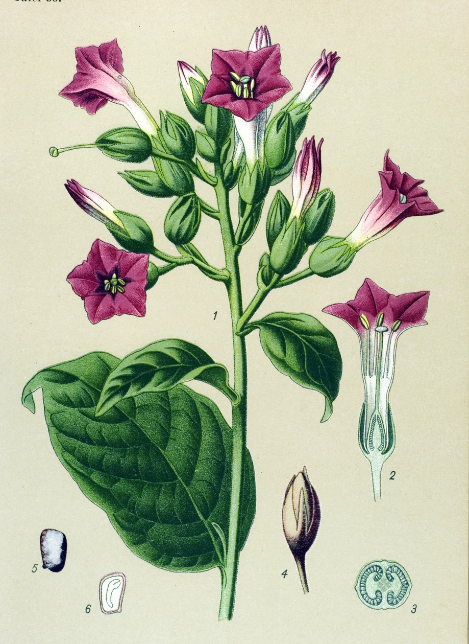 Botanikai tábla, erdei növény (mérgező): díszdohány (Nicotiana tabacum) alkotó: Unbekannter Künstler