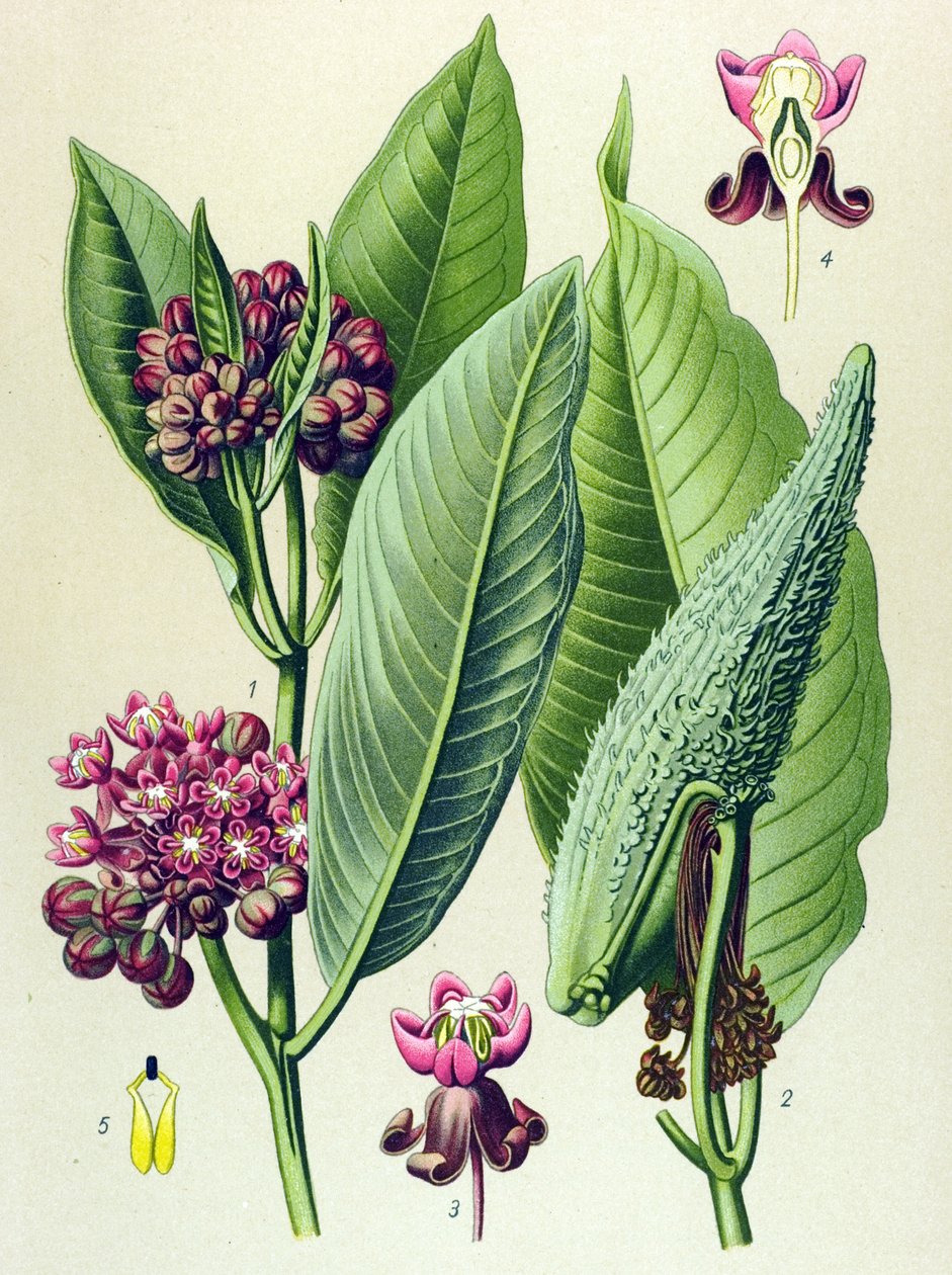 Botanikai tábla, erdei növény (mérgező): papagájfű (Asclepias Cornuti) alkotó: Unbekannter Künstler