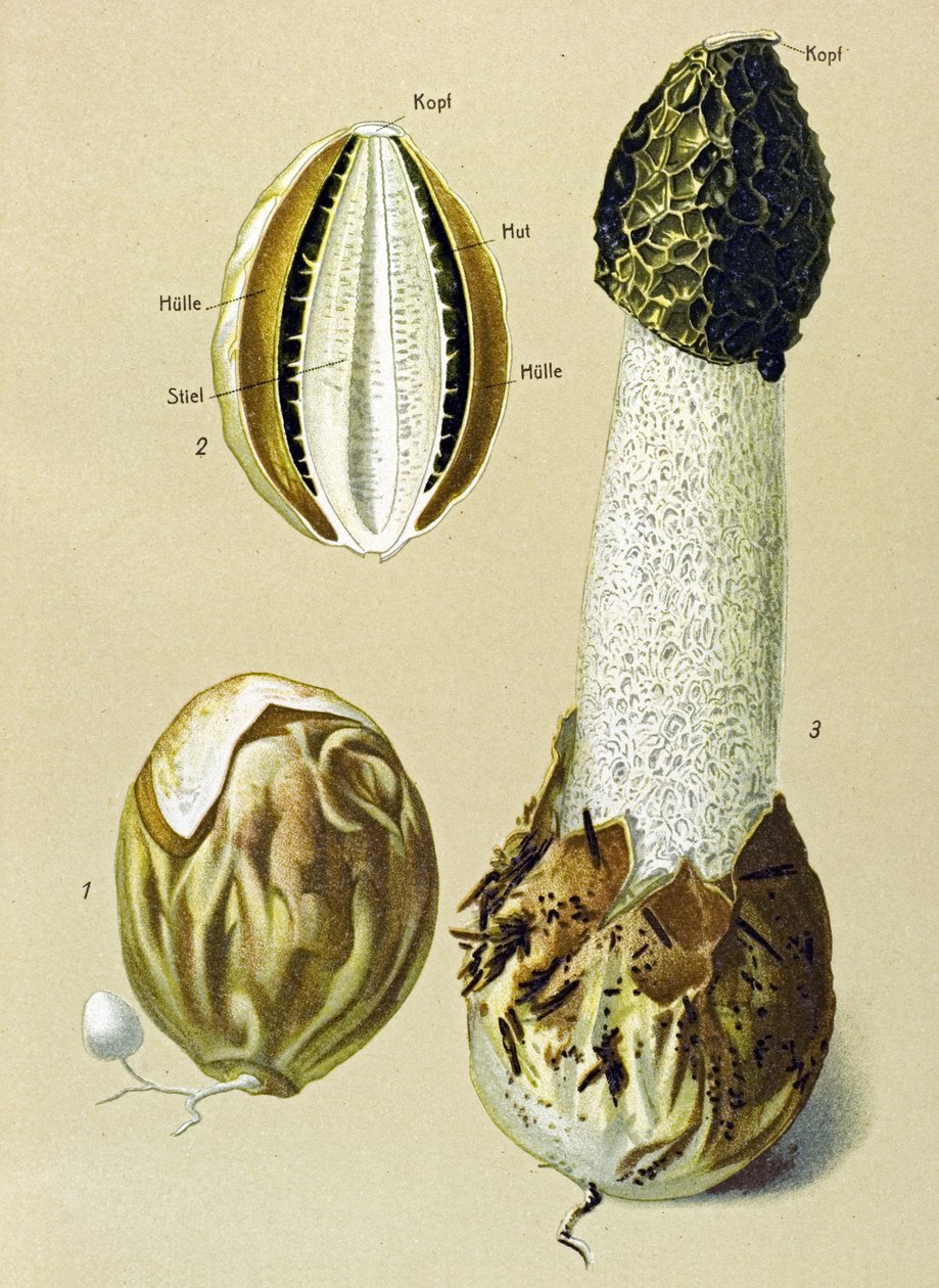 Botanikai tábla ehető gombával: Stinky Satyre (Phallus impudicus) alkotó: Unbekannter Künstler