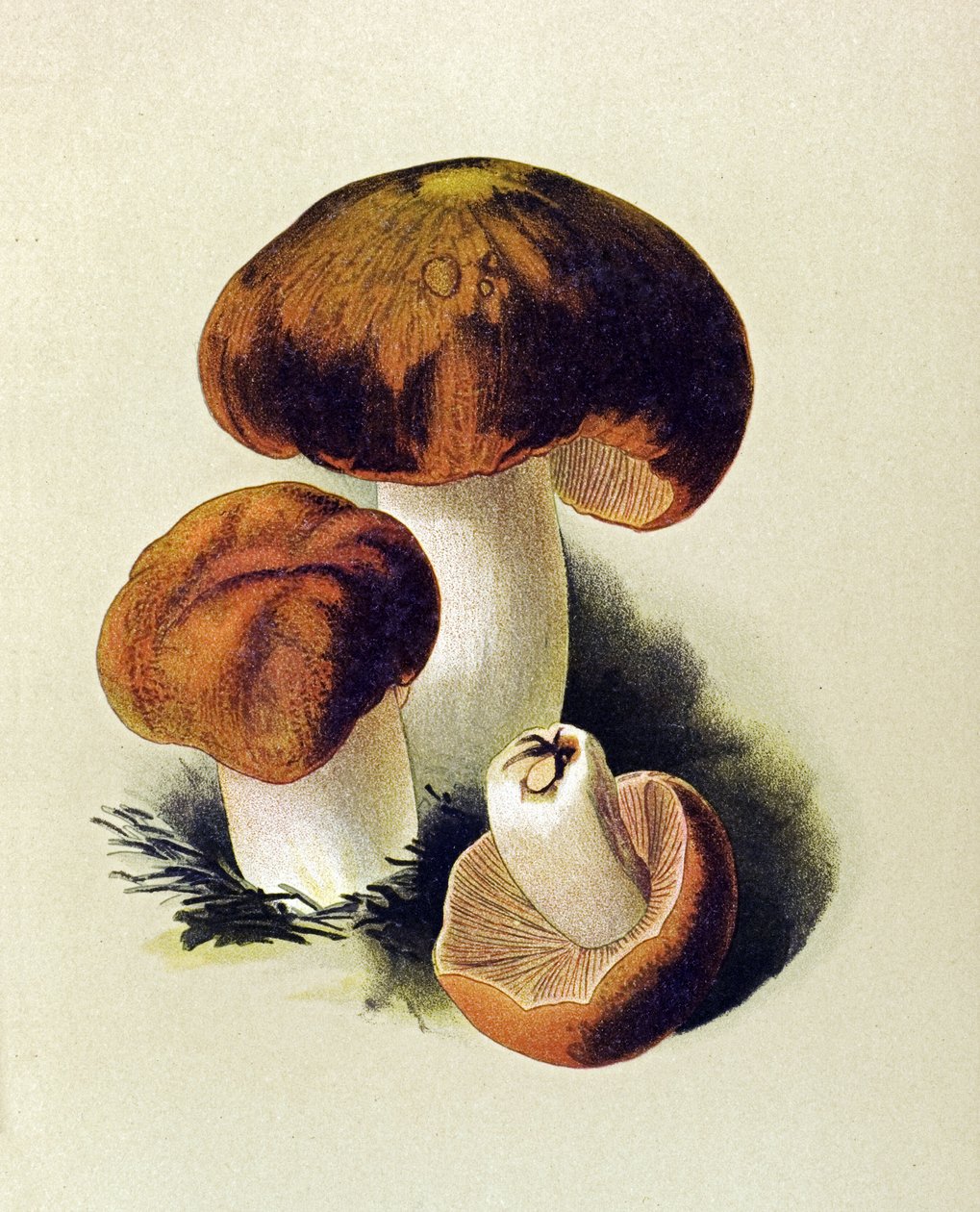 Botanikai tábla mérgező gombával (mérgező): Russule foetens (Russula foetens) alkotó: Unbekannter Künstler
