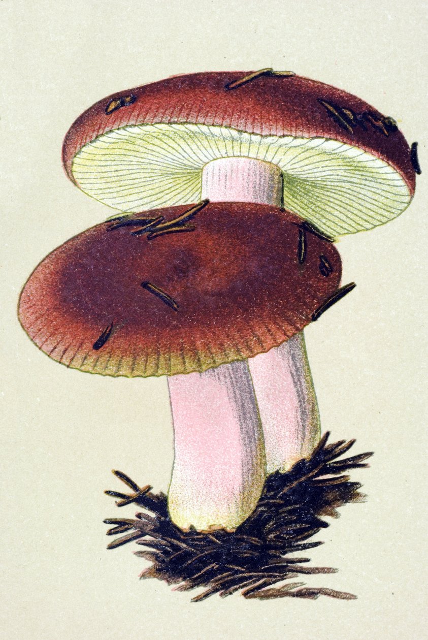 Botanikai tábla mérgező gombával (vénás): Hánytató russule (Russula emetica) alkotó: Unbekannter Künstler