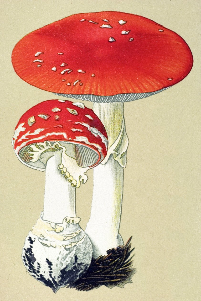 Botanikai tábla mérgező gombával (mérgező): légyalanit (legyölő) vagy hamis narancs (Amanita muscaria) alkotó: Unbekannter Künstler