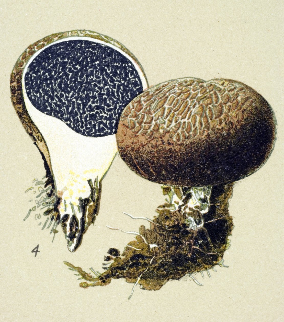 Botanikai tábla mérgező gombával (vénás): vulgáris szkleroderma (Scleroderma vulgare) alkotó: Unbekannter Künstler