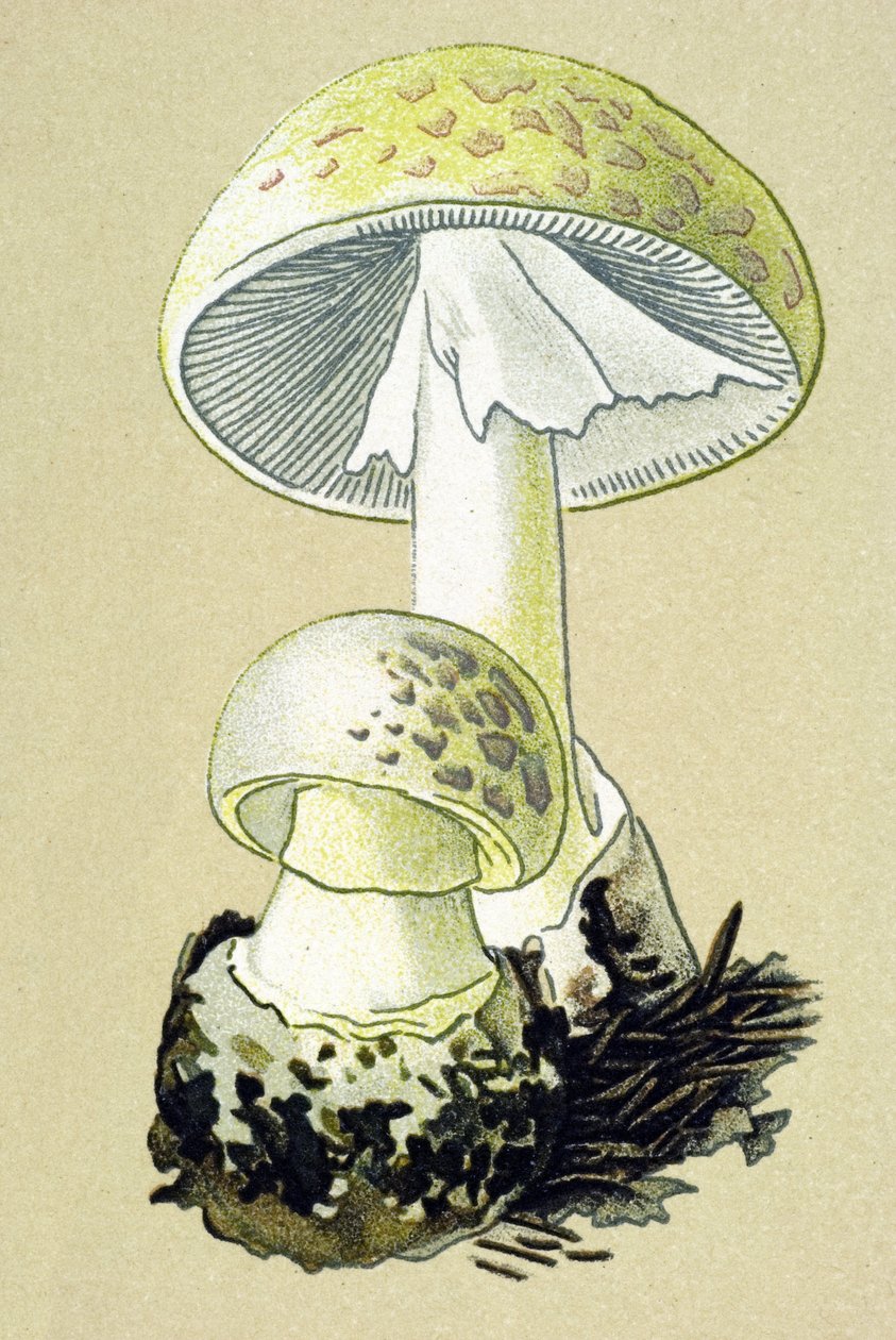 Botanikai tábla mérgező gombával (vénás): falloid amanit (Amanita phalloides) alkotó: Unbekannter Künstler