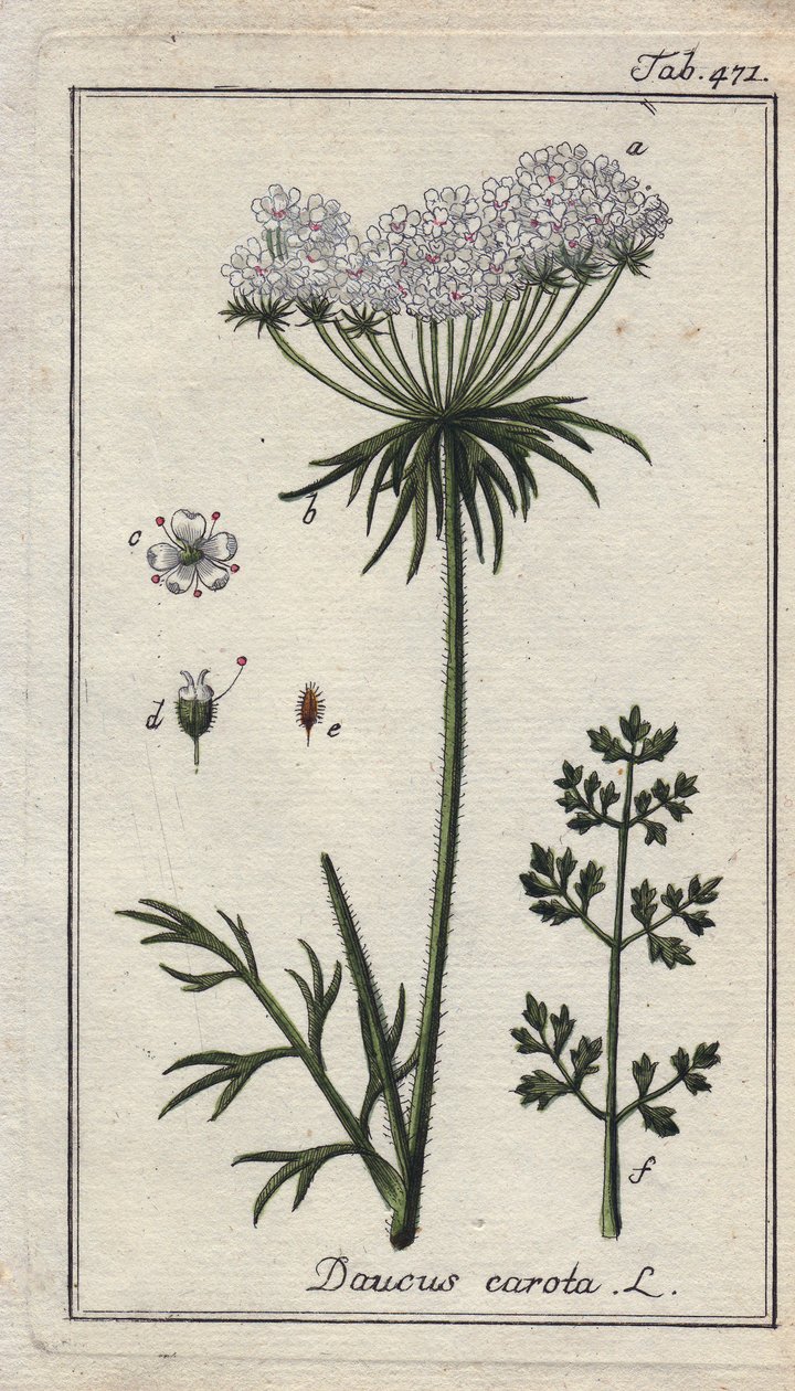 Botanikai név: sárgarépa virág - sárgarépa virág és levél, Daucus carota. Kézzel színezett rézmetszet B. Thanner rajzáról Johannes Zorn "Icons plantarum medicinalium" című művéből, Németország. alkotó: Unbekannter Künstler
