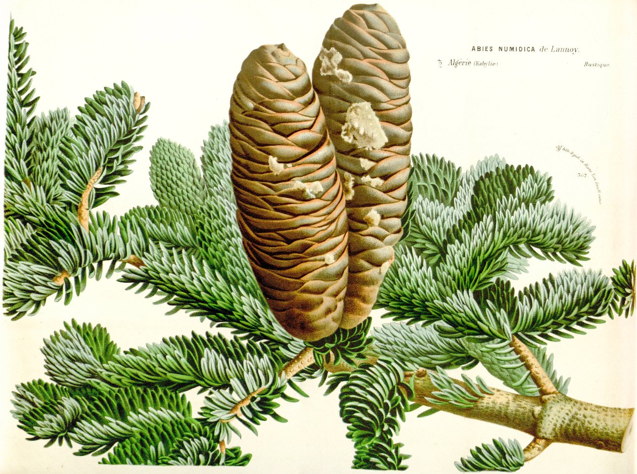 Botanikai illusztráció / Abies numidica / algériai jegenyefenyő / Numidie fenyő alkotó: Unbekannt
