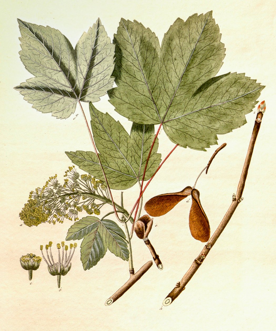 Botanikai illusztráció/Acer pseudoplatanus/Sycamore Maple alkotó: Unbekannt