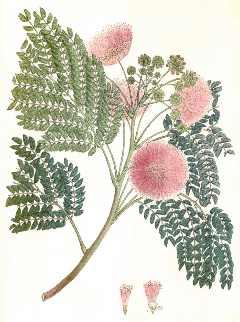 Botanikai illusztráció/Albizia julibrissin/Selyemfa/Mimosa de Constantinople alkotó: Unbekannter Künstler