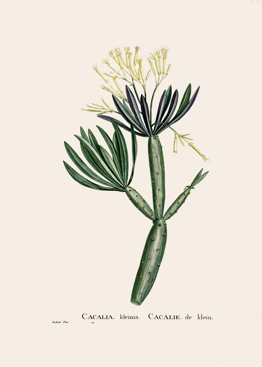 Botanikai illusztráció/Redoubt/Senecio kleinia/Senecon alkotó: William M. Timlin