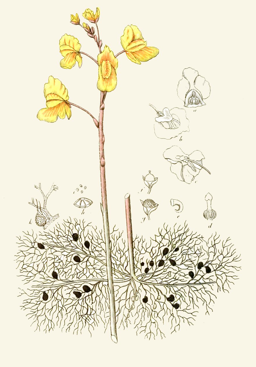 Botanikai illusztráció / Utricularia vulgaris / Közönséges utricularis alkotó: Unbekannt