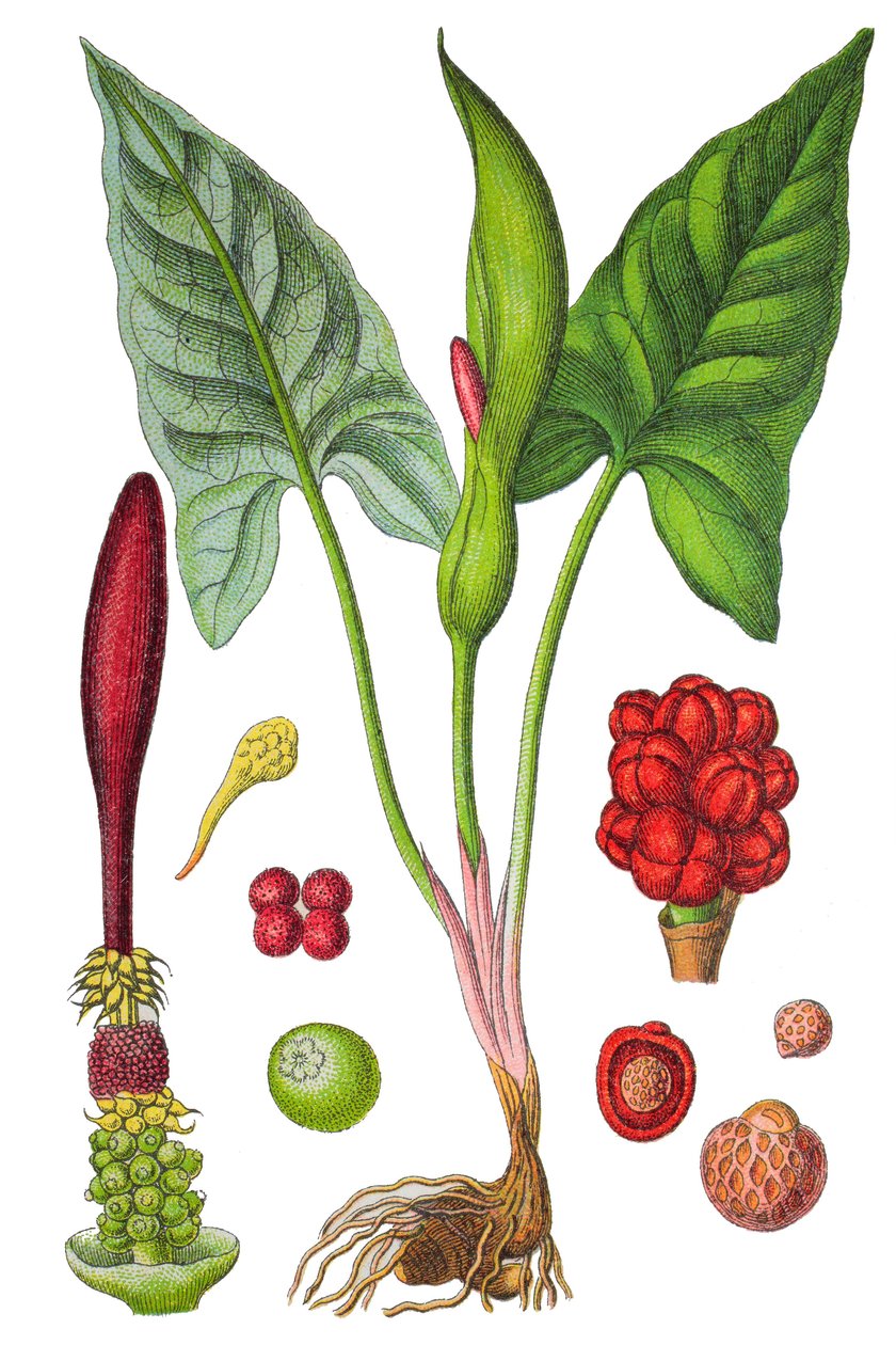 Botanikai tábla: arum pettyes (Wild arum vagy Arum maculatum), gyógynövény, történelmi kromolitográfia. alkotó: Unbekannter Künstler