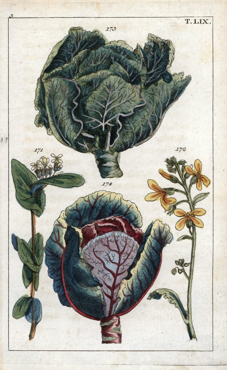 Botanika: káposzta, káposzta, Brassica oleracea capitata, virág 172 és levélfej 173, vörös káposzta, Brassica oleracea rubra alkotó: Unbekannter Künstler