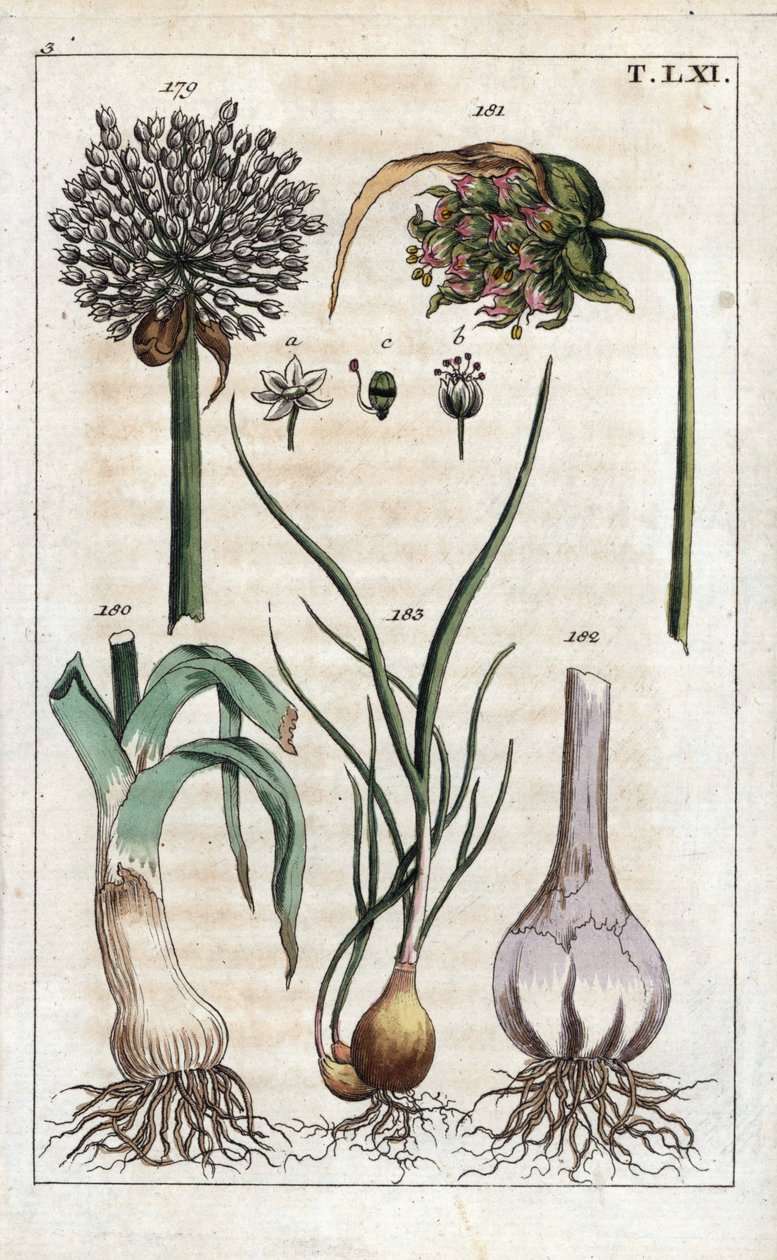 Botanika: póréhagyma, fokhagyma, echalote - Póréhagyma, Allium pollum 179, fokhagymavirág, Allium sativum 181, fokhagymagumó 182, és mogyoróhagyma, Allium cepa var. aggregatum, ascalonicum. alkotó: Unbekannter Künstler