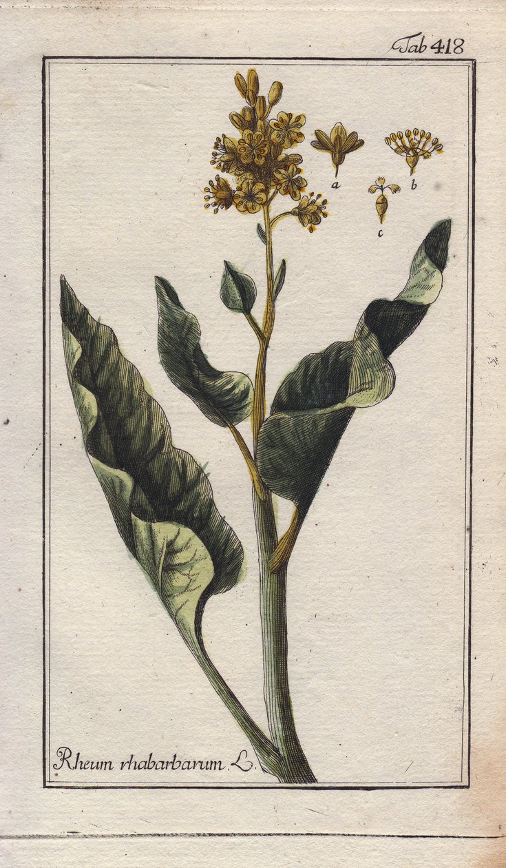 Botanika: rebarbara levelek - Rebarbara levelek, Rheum rhabarbarum. Kézzel színezett rézmetszet B. Thanner rajzáról Johannes Zorn "Icons plantarum medicinalium" című művéből, Németország. alkotó: Unbekannter Künstler