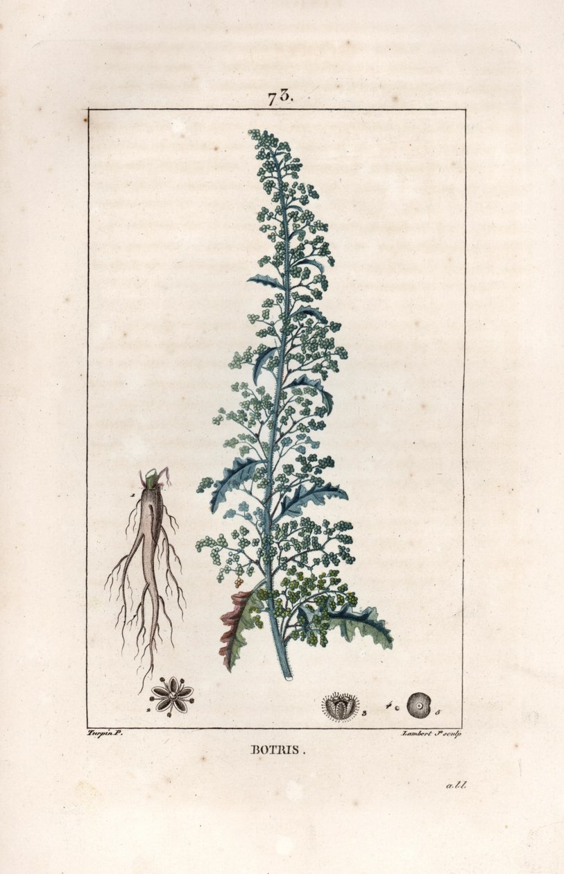 Botris (Chenopodium botrys) - Lambert fils metszete, Pierre Jean Francois Turpin (1775-1840) rajza után, a La flore medicale, by Chaumeton, Poiret et Chamberet, Paris 1830-ból - Jeruzsálemi tölgyfaguba, Dysphania botrys - Lambert Ju metszete alkotó: Unbekannter Künstler