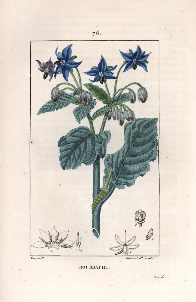 Bourrache officinale - Lambert fils metszete, Pierre Jean Francois Turpin (1775-1840) rajza után, a La flore medicale, de Chaumeton, Poiret et Chamberet, Paris 1830-ból - Borágó vagy csillagvirág, Borago officinalis - Lambert Junior metszete. alkotó: Unbekannter Künstler