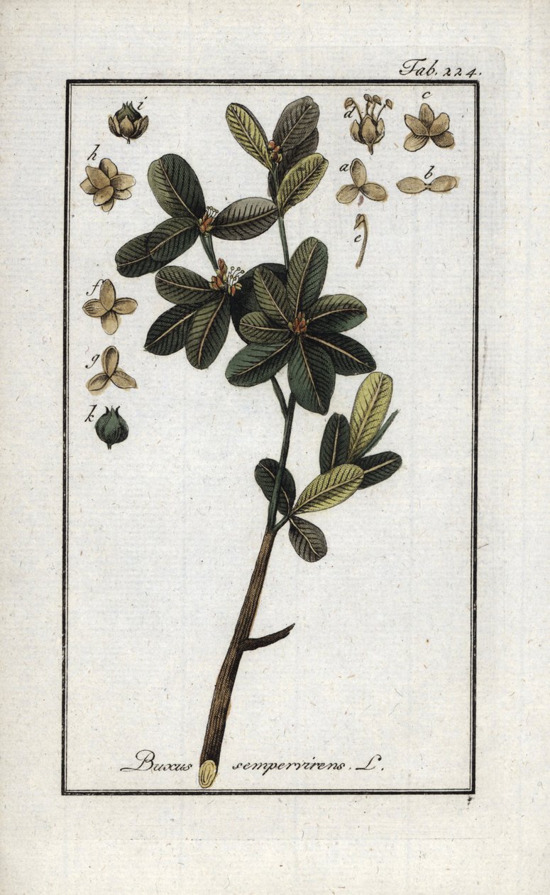 Páfrányfenyő vagy még zöld páfrányfenyő (Buxus sempervirens). Litográfia Johannes Zorn (1739-1799) "Afbeelding der Artseny-Gewassen" című művéből, Hollandia. alkotó: Unbekannter Künstler