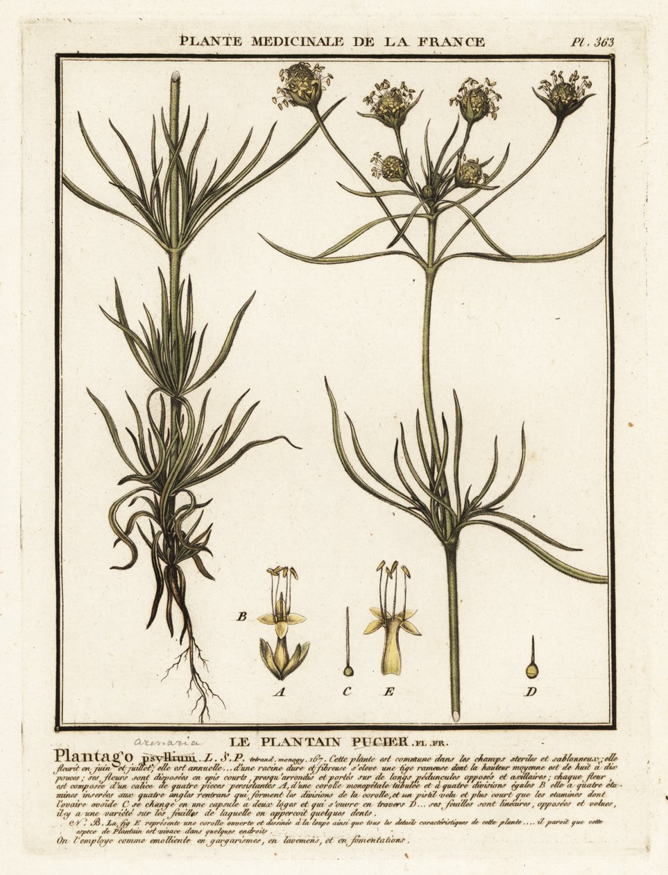 Elágazó útifű, Plantago indica. alkotó: Unbekannter Künstler