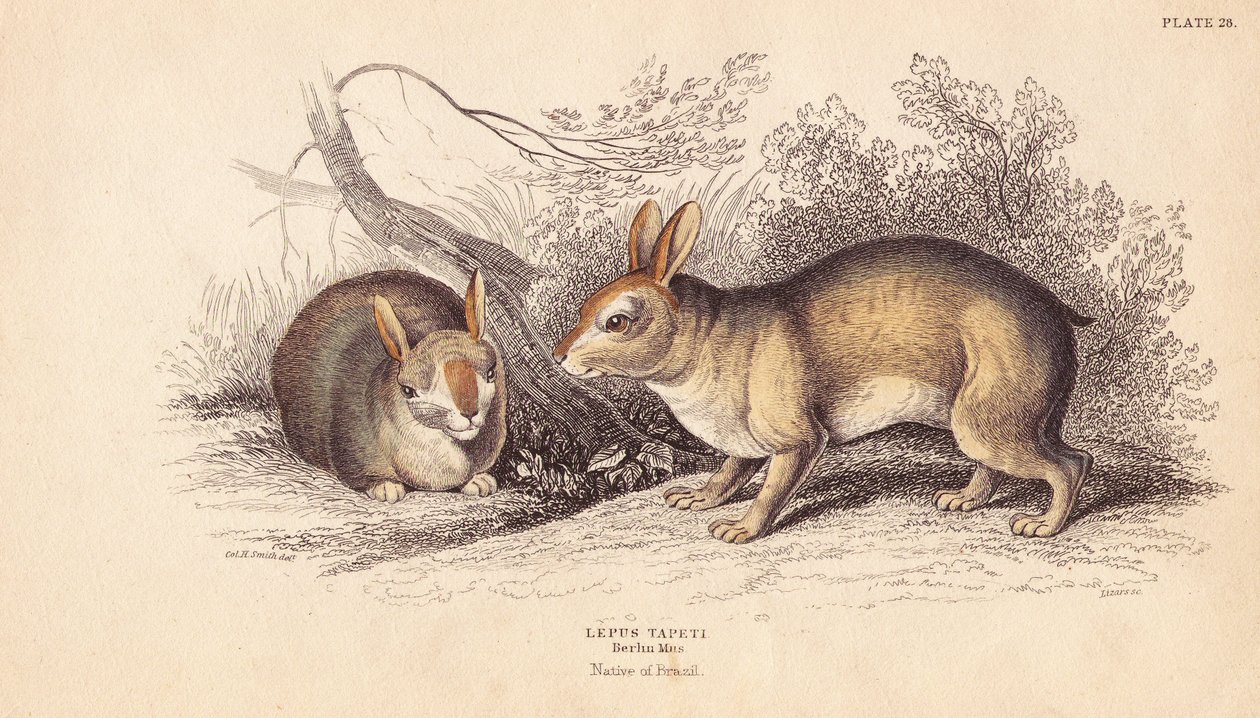 Brazil nyúl, Sylvilagus brasiliensis (Lepus tapeti). A Berlini Múzeumban található példányok alapján. Lizars kézzel színezett acélmetszete Charles Hamilton Smith illusztrációja után, William Jardine