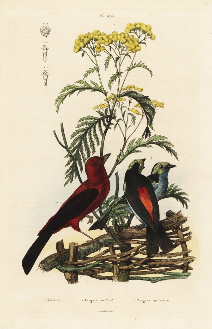 Brazil Tanager, Rumpocelus Brasilix és Paradise Tanager, Tanger Chilensis alkotó: Unbekannt
