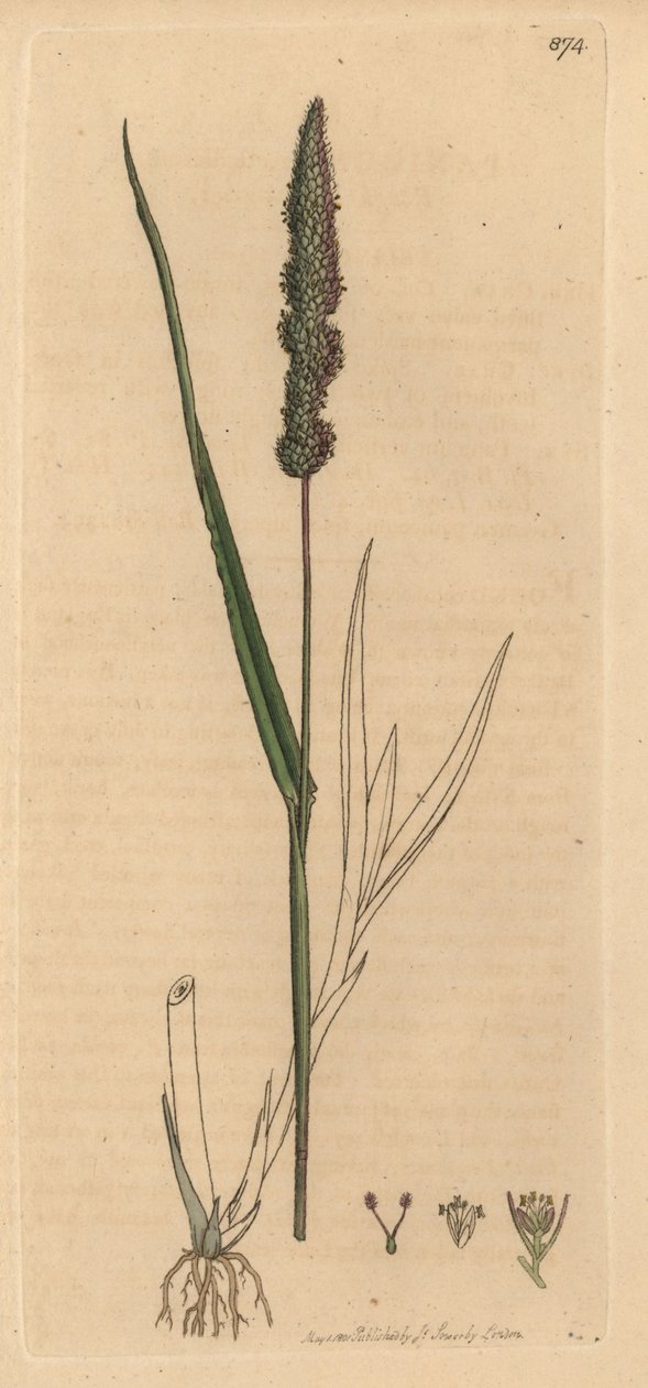 Rózsás rókafarkfű, Setaria verticillata (Rough panick-grass, Panicum verticillatum) (zöld setaire) Kézzel színezett rézmetszet James Sowerby rajza után James Smith angol botanikája számára készült rézmetszet alkotó: Unbekannter Künstler
