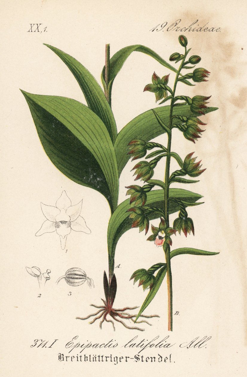 Széleslevelű epitactis - Széleslevelű helleborine, Epipactis helleborine (Epipactis latifolia). Kézi színezésű litográfia Diederich von Schlechtendal Német flóra (Flora von Deutschland) című művéből, Jena. alkotó: Unbekannter Künstler