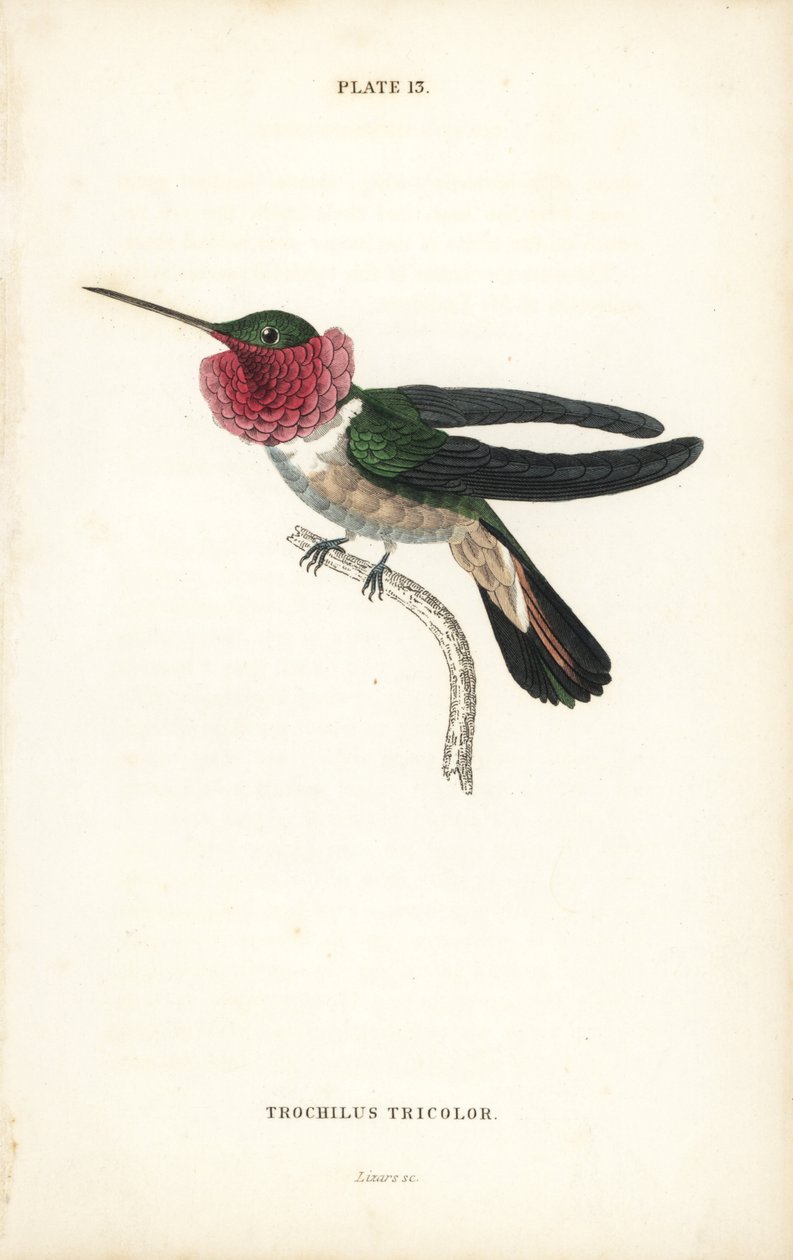 Szélesfarkú kolibri, Selasphorus platycercus (háromszínű kolibri, Trochilus tricolor). William Lizars kézzel színezett acélmetszete Sir William Jardine Naturalist