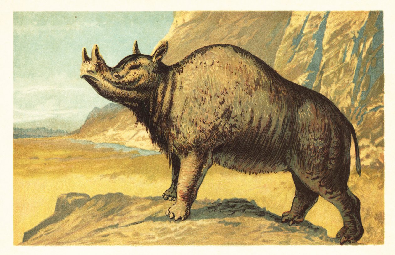 Brontops robustus vagy Megacerops robustus.1908 (litográfia) alkotó: Unbekannter Künstler