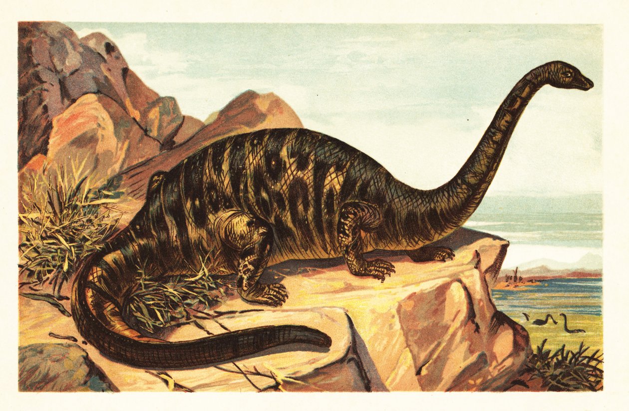 Brontosaurus excelsus, a gigantikus négylábú sau1908 kihalt faja (litográfia) alkotó: Unbekannter Künstler