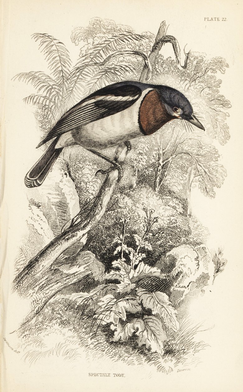 Barna torkú csóka, Platysteira cyanea (Show tody, Platystera lobata). William Lizars kézzel színezett acélmetszete William Swainson illusztrációja után Sir William Jardine Naturalist